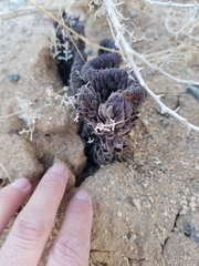 Aphyllon cooperi