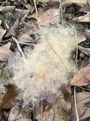 Eriotheca macrophylla