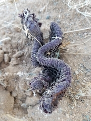 Aphyllon cooperi