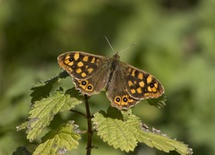 Pararge aegeria