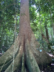 Eriotheca macrophylla