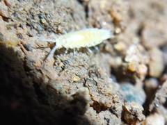 Oniscidea