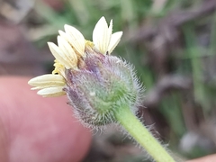 Tridax procumbens