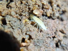 Oniscidea