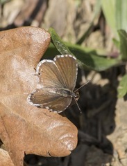 Cacyreus marshalli