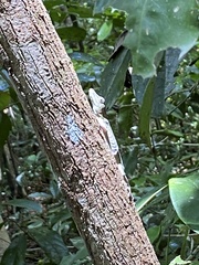 Anolis punctatus