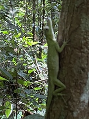 Anolis punctatus