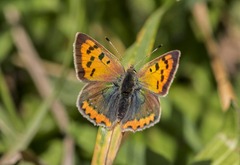 Lycaena phlaeas