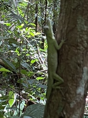 Anolis punctatus