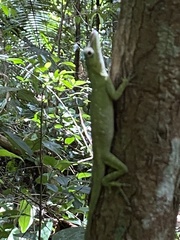 Anolis punctatus