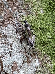 Andrenosomatini