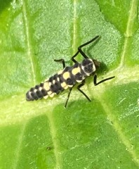 Propylea quatuordecimpunctata