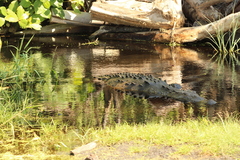 Crocodylus acutus