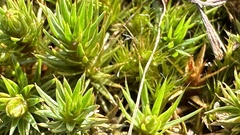 Polytrichum piliferum