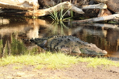 Crocodylus acutus