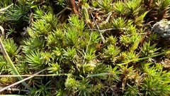 Polytrichum piliferum
