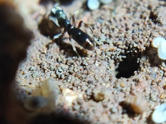 Euponera