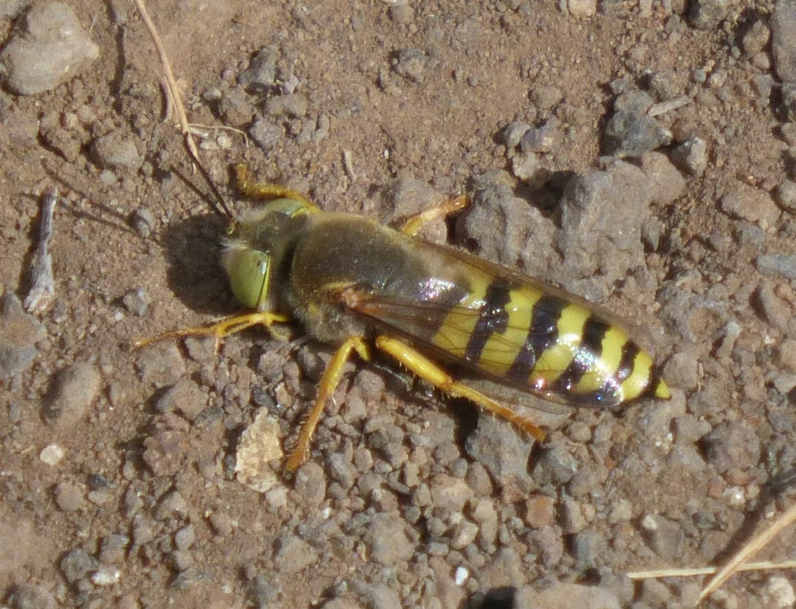 Bembix flavescens