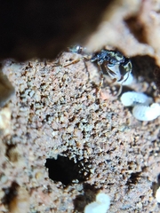 Euponera