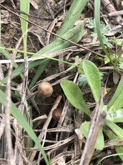 Agrocybe pediades