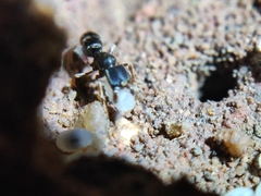Euponera