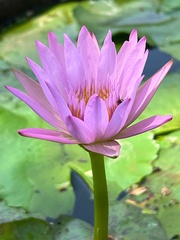 Nymphaea rubra