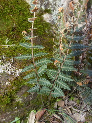 Paragymnopteris marantae