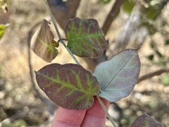 Funastrum pannosum