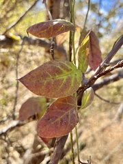Funastrum pannosum