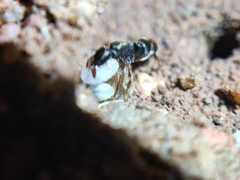 Euponera
