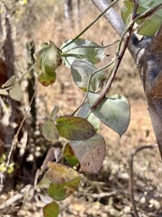 Funastrum pannosum