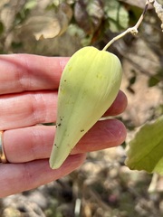 Funastrum pannosum