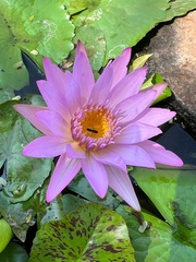 Nymphaea rubra