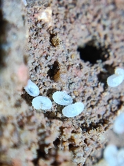 Euponera