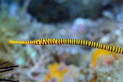 Dunckerocampus pessuliferus