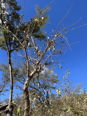 Funastrum pannosum