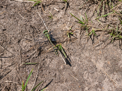 Ophiogomphus cecilia