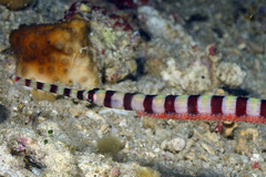 Dunckerocampus dactyliophorus