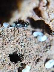 Euponera