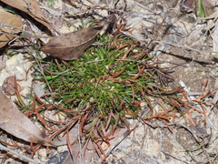 Polypremum procumbens