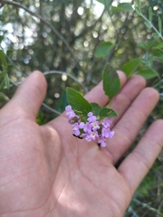 Lantana megapotamica