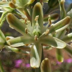 Albuca unifolia