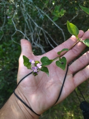 Lantana megapotamica