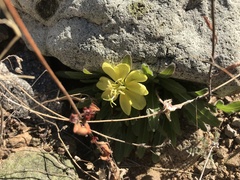 Oenothera primiveris