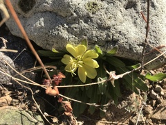Oenothera primiveris