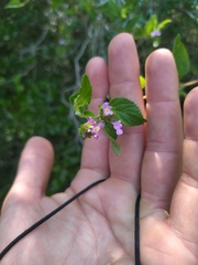 Lantana megapotamica