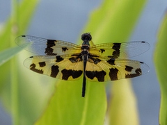 Rhyothemis variegata