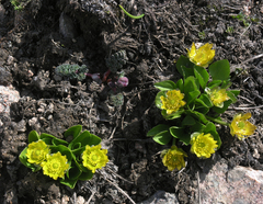 Oxygraphis glacialis