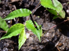 Heliocypha bisignata