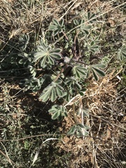 Lupinus concinnus